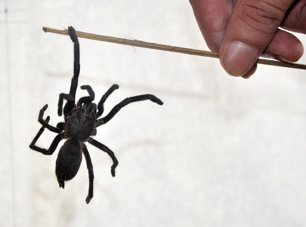 A spider suspected to be a new species of tarantula is displayed