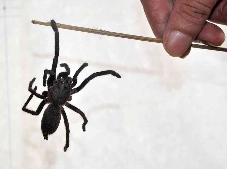 A spider suspected to be a new species of tarantula is displayed