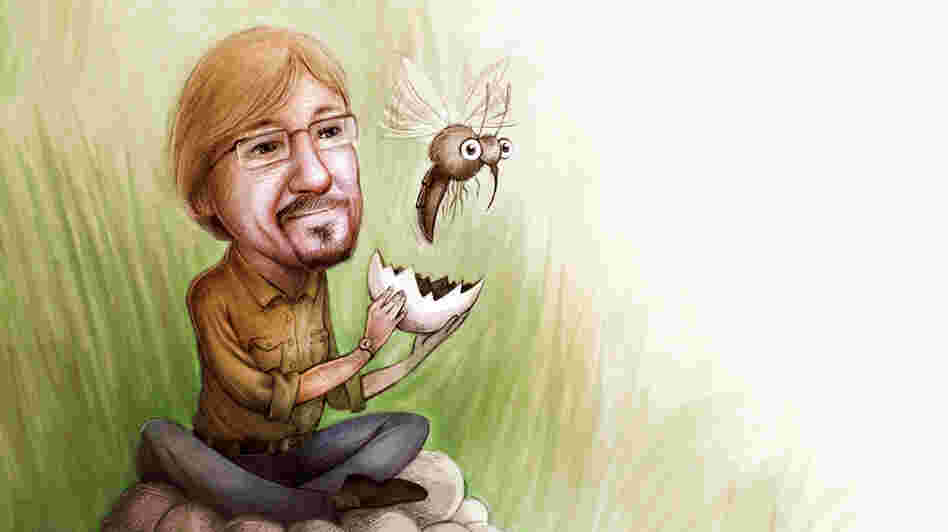 Scott O'Neill wants to rid the world of dengue fever by infecting mosquitoes with bacteria so they can't carry the virus that causes the disease. Scott O'Neill wants to rid the world of dengue fever by infecting mosquitoes with bacteria so they can't carry the virus that causes the disease.