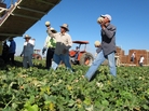 Workers harvest cantaloupe near Firebaugh, Calif. Workers harvest cantaloupe near Firebaugh, Calif.