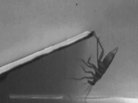 Cockroaches have hooks on their back legs that let them swing around surfaces onto the underside while running full-speed. Cockroaches have hooks on their back legs that let them swing around surfaces onto the underside while running full-speed.