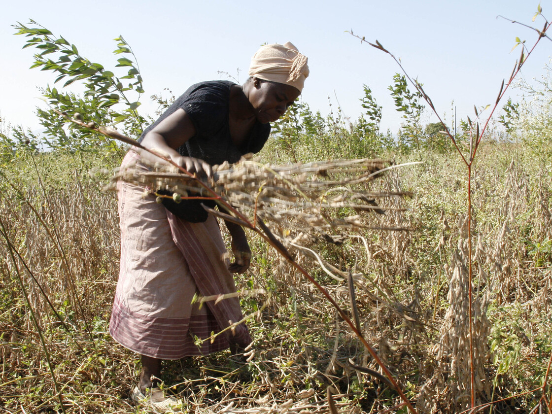 A Mozambique woman harvests soybeans
