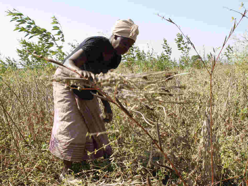 A Mozambique woman harvests soybeans