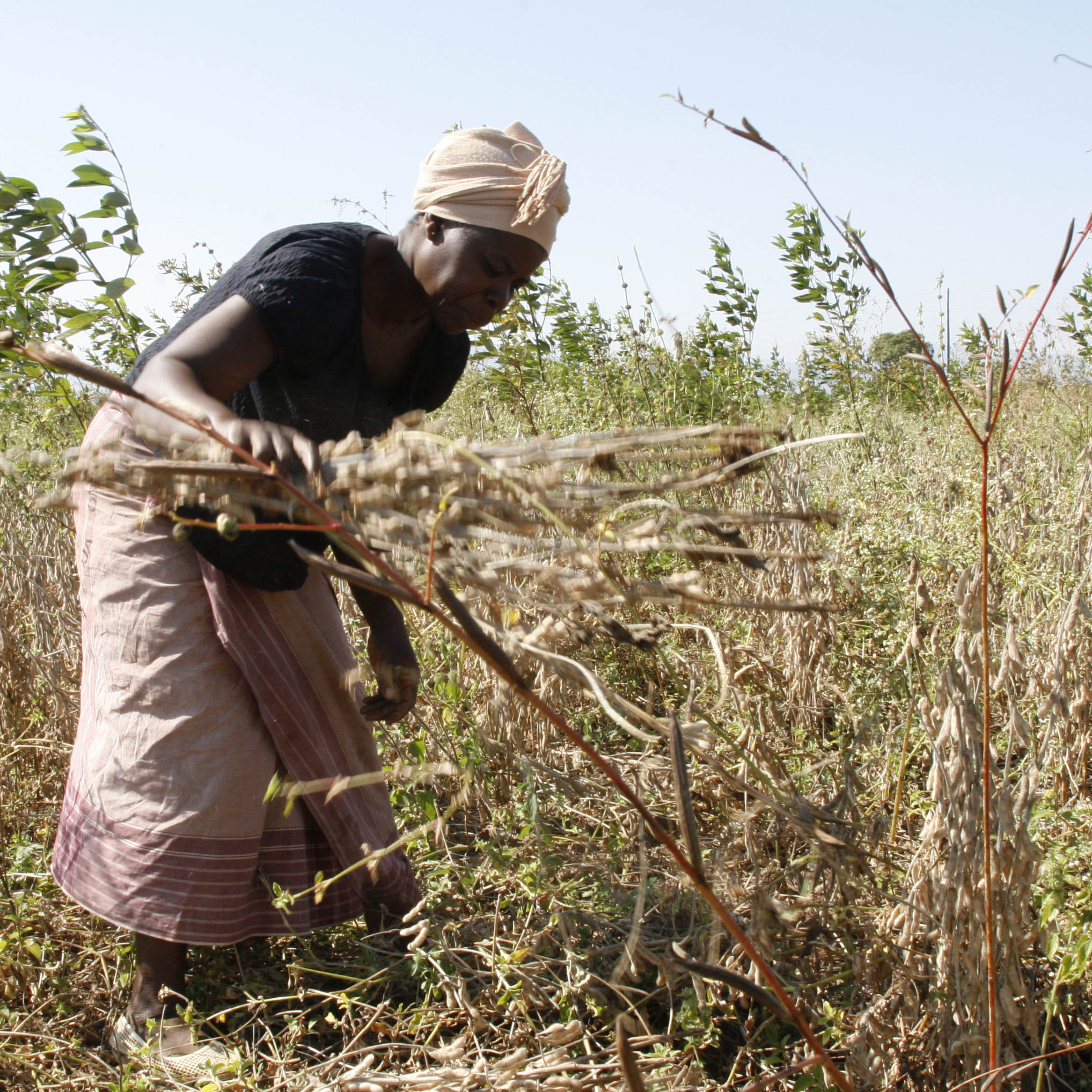 A Mozambique woman harvests soybeans