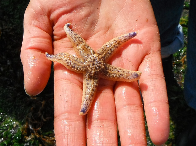 Among the creatures that survived the trans-Pacific trek aboard the Japanese dock was this sea star, which was found inside the float.