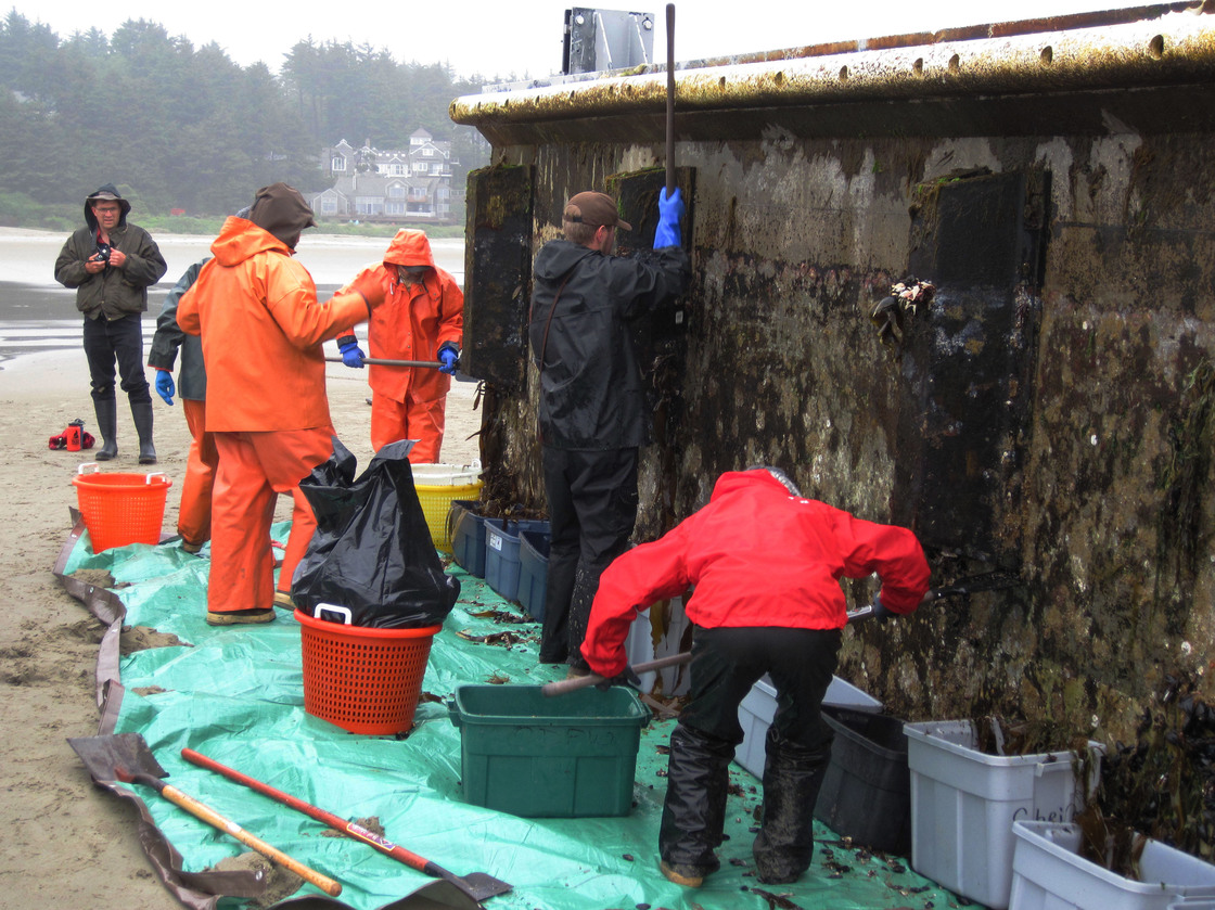 Workers from the Oregon Department of Fish and Wildlife remove marine organisms from the dock. Marine biologist John Chapman says the dock may have carried hundreds of species and millions of organisms across the ocean.