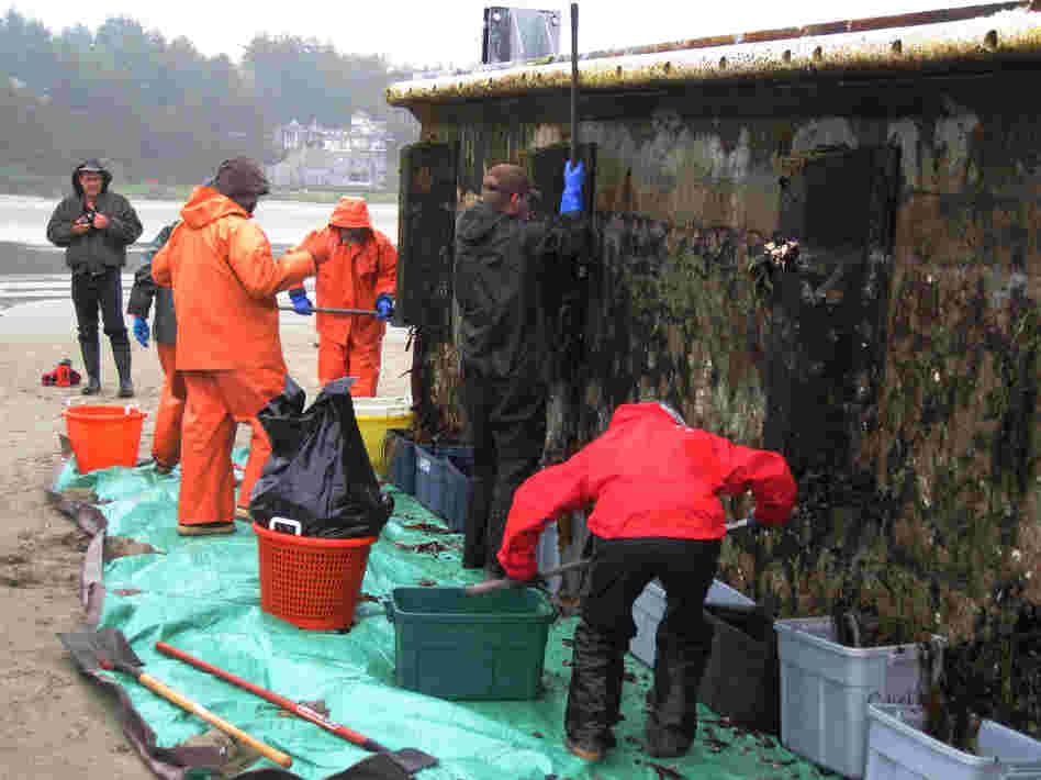 Workers from the Oregon Department of Fish and Wildlife remove marine organisms from the dock. Marine biologist John Chapman says the dock may have carried hundreds of species and millions of organisms across the ocean.