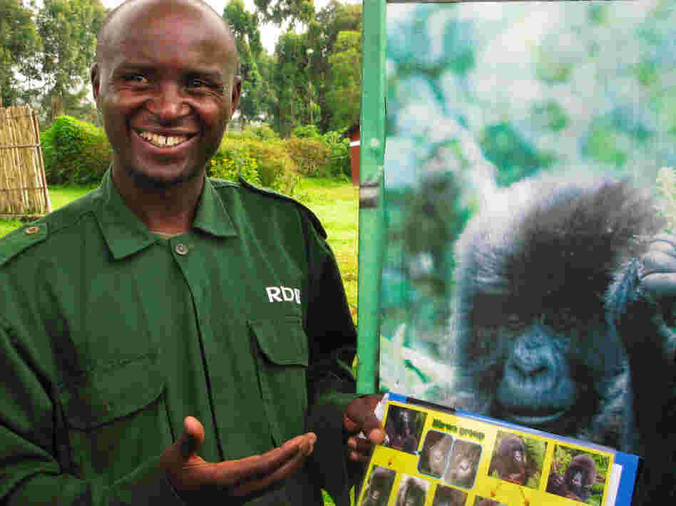 Guide Eugene Twahilga leads treks into Volcanoes National Park in search of gorillas. Before approaching them, he growls quietly to avoid scaring them.