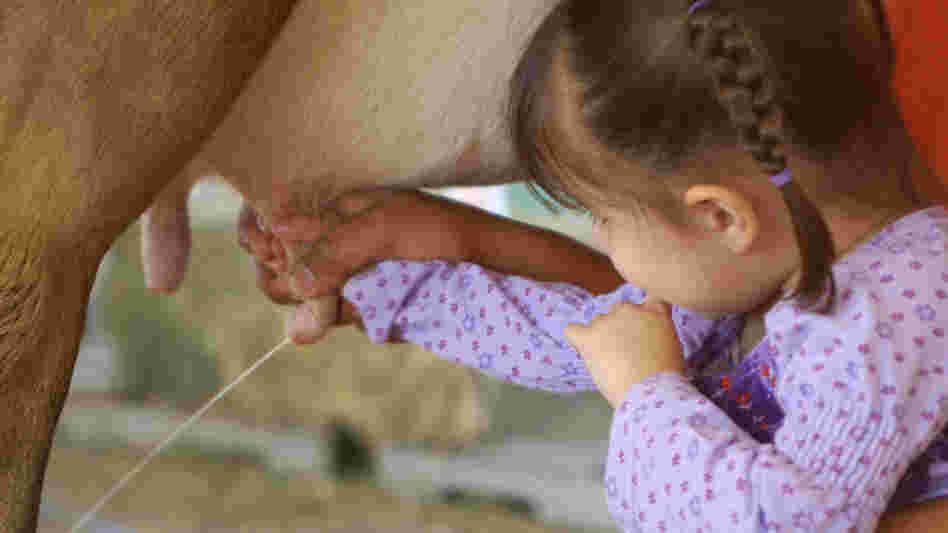 Contact with animals and dirty environments may be one reason farm kids are less likely to get allergies, researchers say.