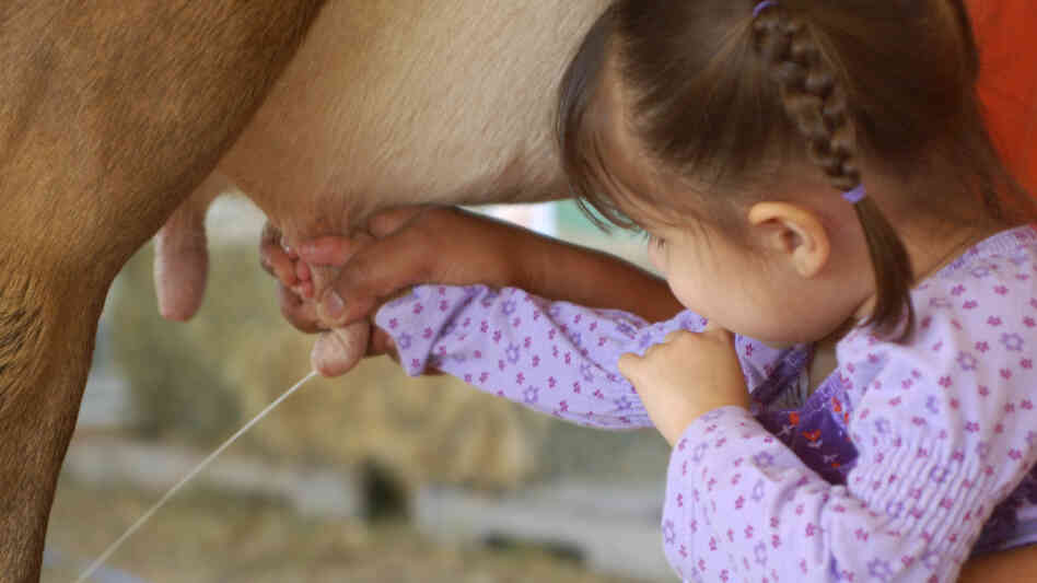 Contact with animals and dirty environments may be one reason farm kids are less likely to get allergies, researchers say.