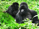 Gorillas rest in the Virunga mountains of Rwanda. More than half of the world's mountain gorillas live in the volcanic chain in East Africa. Gorillas rest in the Virunga mountains of Rwanda. More than half of the world's mountain gorillas live in the volcanic chain in East Africa.