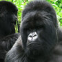 Gorillas rest in the Virunga mountains of Rwanda. More than half of the world's mountain gorillas live in the volcanic chain in East Africa.