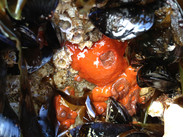 The dock was encrusted with mussels, barnacles and other marine life from Asia. Marine biologists were surprised to see that coastal creatures survived the trip in the open ocean.