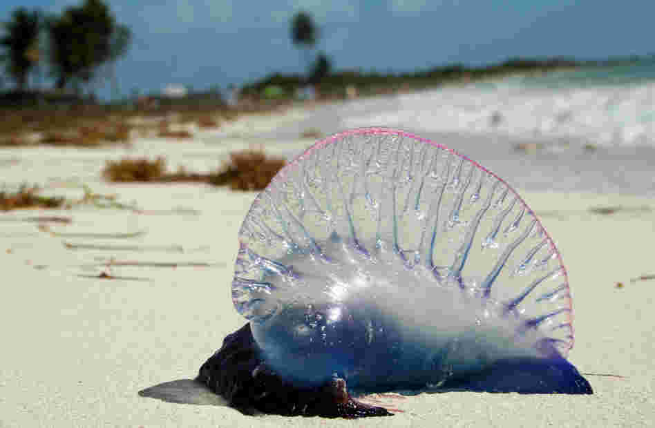 Stung by a Portuguese man-of-war? Try vinegar or hot water to  reduce the pain.