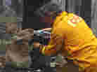 When wildfires swept across Australia in February 2009, this photo of a firefighter sharing his water with an injured koala captured hearts around the world. The koala later died — not of fire-related injuries, but of chlamydia. Koalas in Australia are suffering from an epidemic of chlamydia, says Dr. Barbara Natterson-Horowitz. "There's no such thing as safe sex in the wild." When wildfires swept across Australia in February 2009, this photo of a firefighter sharing his water with an injured koala captured hearts around the world. The koala later died — not of fire-related injuries, but of chlamydia. Koalas in Australia are suffering from an epidemic of chlamydia, says Dr. Barbara Natterson-Horowitz. "There's no such thing as safe sex in the wild."