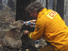 When wildfires swept across Australia in February 2009, this photo of a firefighter sharing his water with an injured koala captured hearts around the world. The koala later died — not of fire-related injuries, but of chlamydia. Koalas in Australia are suffering from an epidemic of chlamydia, says Dr. Barbara Natterson-Horowitz. "There's no such thing as safe sex in the wild." When wildfires swept across Australia in February 2009, this photo of a firefighter sharing his water with an injured koala captured hearts around the world. The koala later died — not of fire-related injuries, but of chlamydia. Koalas in Australia are suffering from an epidemic of chlamydia, says Dr. Barbara Natterson-Horowitz. "There's no such thing as safe sex in the wild."