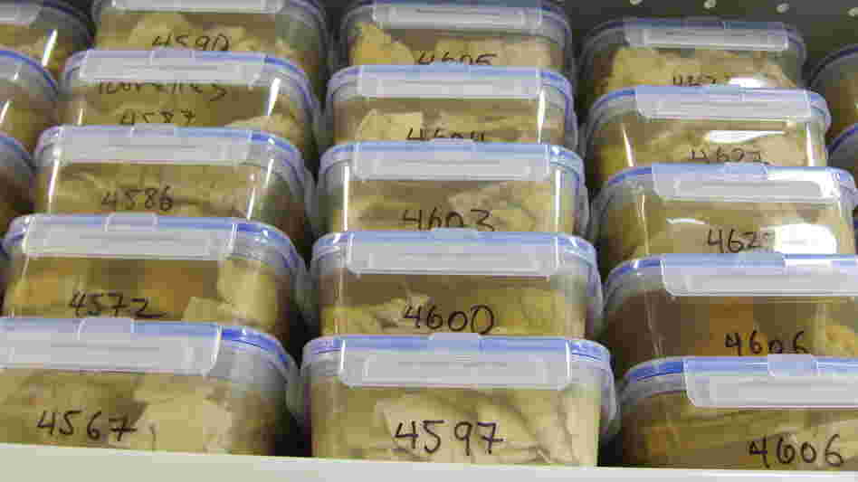 Unrefrigerated brains in preserving solution are stacked high on shelves at the Harvard Brain Tissue Resource Center at McLean Hospital.