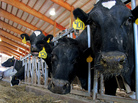 Dairy cows feed on a farm in Chilton, Wis., in May. The farm bill being considered by Congress, part of a massive package that could cost nearly $1 trillion over a decade, contains a number of provisions affecting dairies. Dairy cows feed on a farm in Chilton, Wis., in May. The farm bill being considered by Congress, part of a massive package that could cost nearly $1 trillion over a decade, contains a number of provisions affecting dairies.