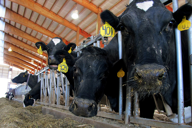 Dairy cows feed on a farm in Chilton, Wis., in May. The farm bill being considered by Congress, part of a massive package that could cost nearly $1 trillion over a decade, contains a number of provisions affecting dairies.