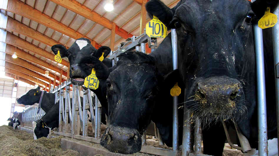 Dairy cows feed on a farm in Chilton, Wis., in May. The farm bill being considered by Congress, part of a massive package that could cost nearly $1 trillion over a decade, contains a number of provisions affecting dairies.