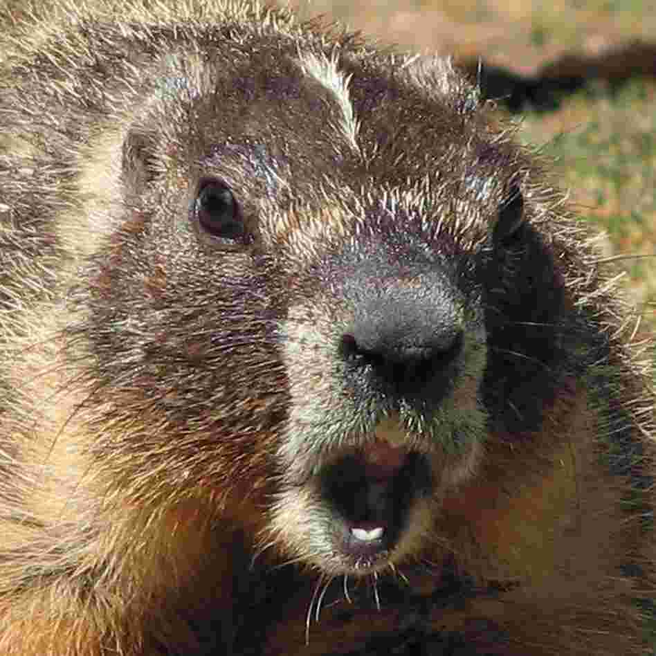 Another Scary Pair Of Jaws? A yellow-bellied marmot's scream helped a scientist figure out the secret to scary sounds. Another Scary Pair Of Jaws? A yellow-bellied marmot's scream helped a scientist figure out the secret to scary sounds.