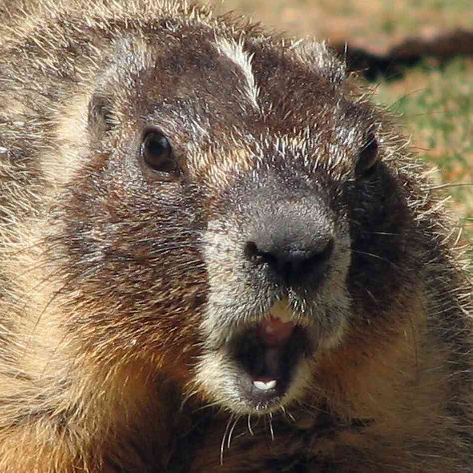 Another Scary Pair Of Jaws? A yellow-bellied marmot's scream helped a scientist figure out the secret to scary sounds. Another Scary Pair Of Jaws? A yellow-bellied marmot's scream helped a scientist figure out the secret to scary sounds.