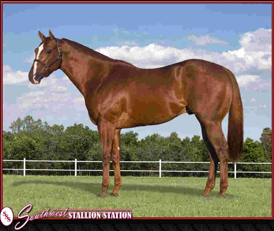 Mr. Piloto, which federal authorities are trying confiscate, is offered on a website for sire services.