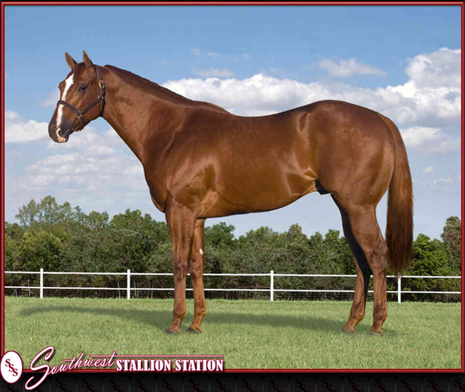 Mr. Piloto, which federal authorities are trying confiscate, is offered on a website for sire services.