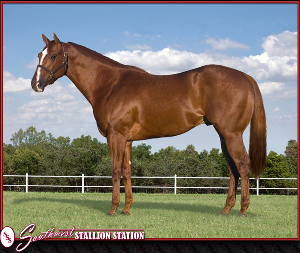 Mr. Piloto, which federal authorities are trying confiscate, is offered on a website for sire services.
