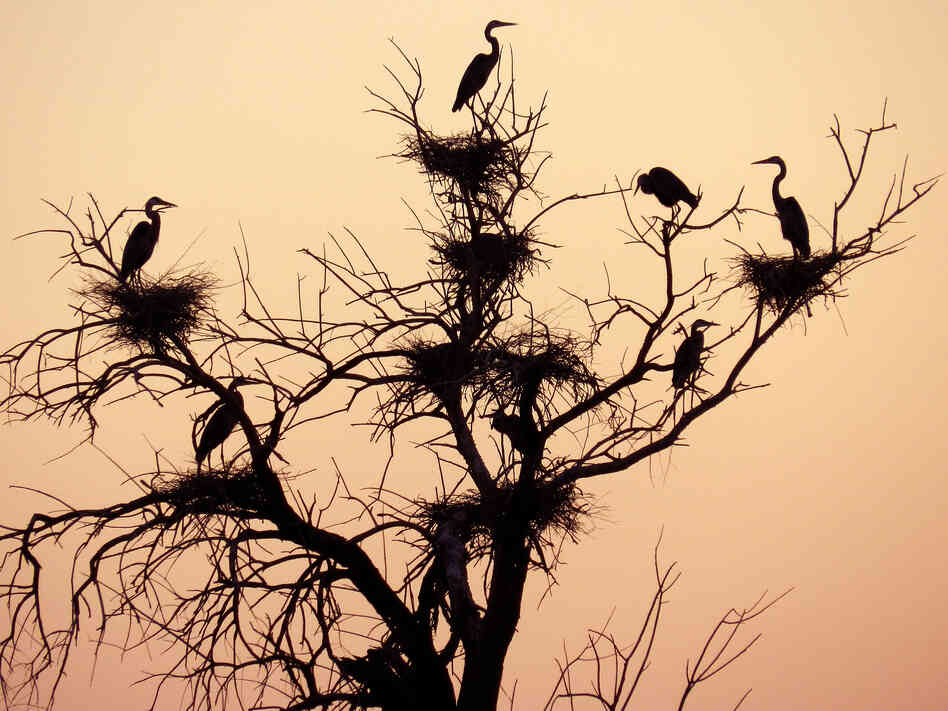 Herons nest in a tree along the Salton Sea. They are just one of the more than 400 species of birds in California's Imperial Valley that could could leave the area if the lake dries up. Herons nest in a tree along the Salton Sea. They are just one of the more than 400 species of birds in California's Imperial Valley that could could leave the area if the lake dries up.
