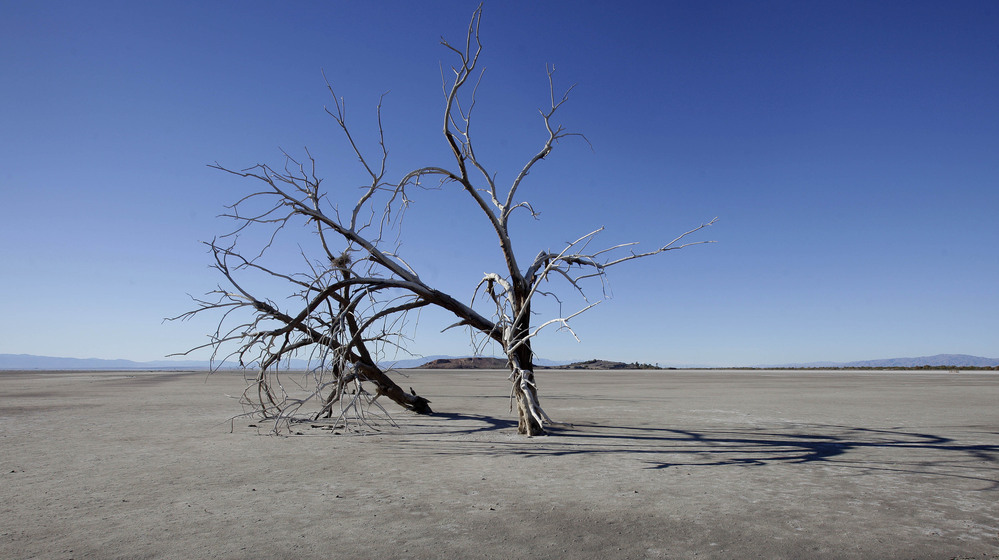 The barren earth and dead trees reveal the blight of the Salton Sea, where water conservation efforts are attempting to restore the once natural playground and tourist site in California.