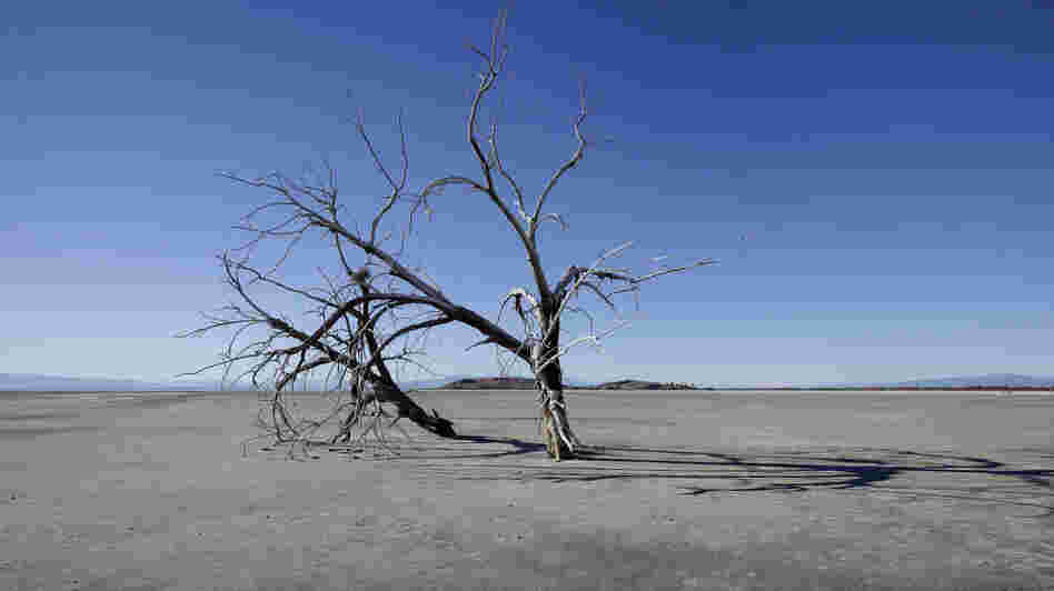 The barren earth and dead trees reveal the blight of the Salton Sea, where water conservation efforts are attempting to restore the once natural playground and tourist site in California.