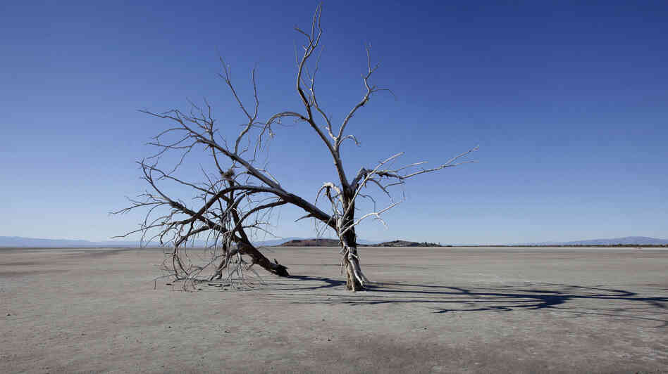 The barren earth and dead trees reveal the blight of the Salton Sea, where water conservation efforts are attempting to restore the once natural playground and tourist site in California.