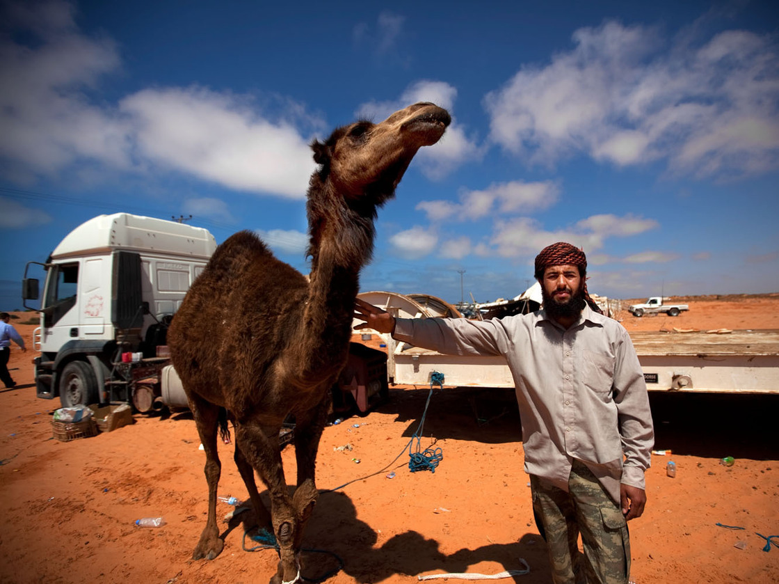 A Bedouin who says he's eaten camel 22 times in a month poses with a camel outside a makeshift protest camp off the highway on the road between Sirte and Al-Sidra.
