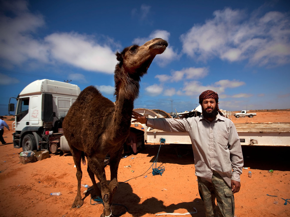 A Bedouin who says he's eaten camel 22 times in a month poses with a camel outside a makeshift protest camp off the highway on the road between Sirte and Al-Sidra.