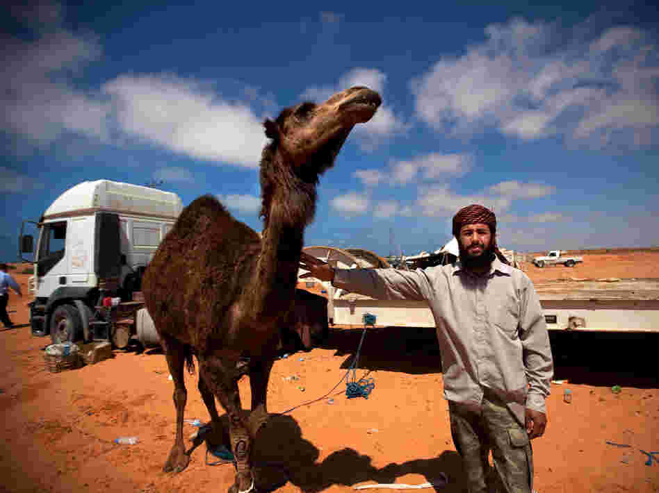 A Bedouin who says he's eaten camel 22 times in a month poses with a camel outside a makeshift protest camp off the highway on the road between Sirte and Al-Sidra.
