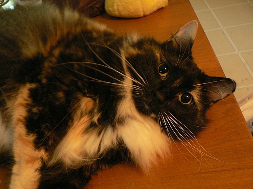 A calico cat