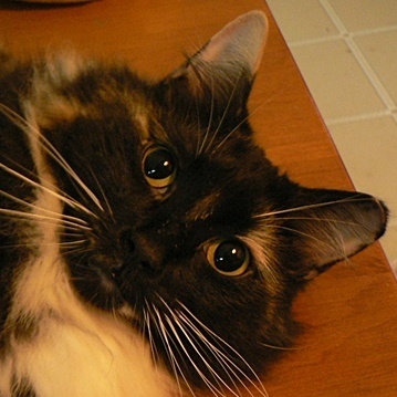 A calico cat