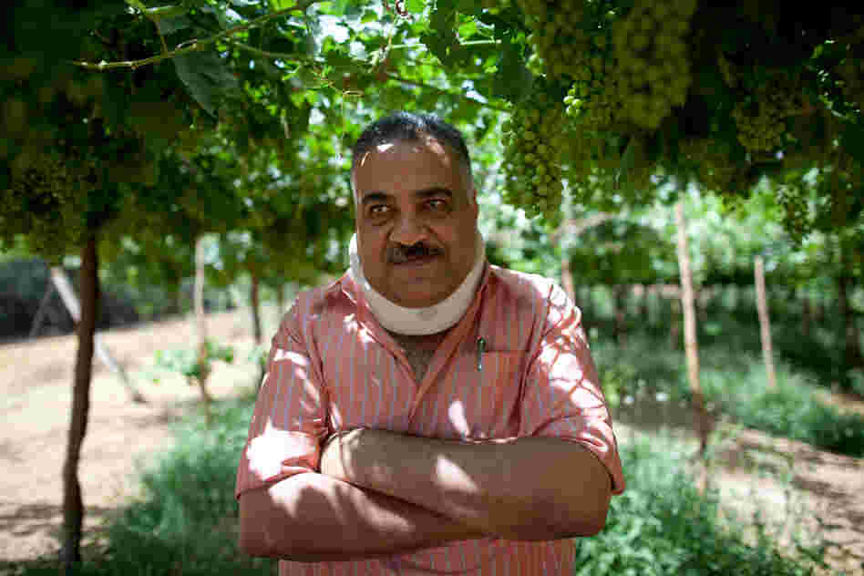 Engineer Mamduh Diab, chief of agricultural affairs for the South Valley Company, stands among grapevines on the company's land.