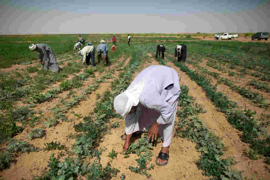 Laborers pull weeds from watermelon fields on South Valley Company land in Toshka.
