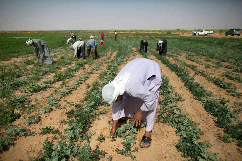 Laborers pull weeds from watermelon fields on South Valley Company land in Toshka.