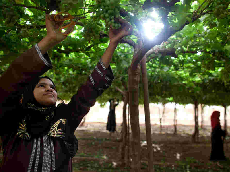 Yasmine, 16, prunes green grapes at Saudi-owned KADCO.