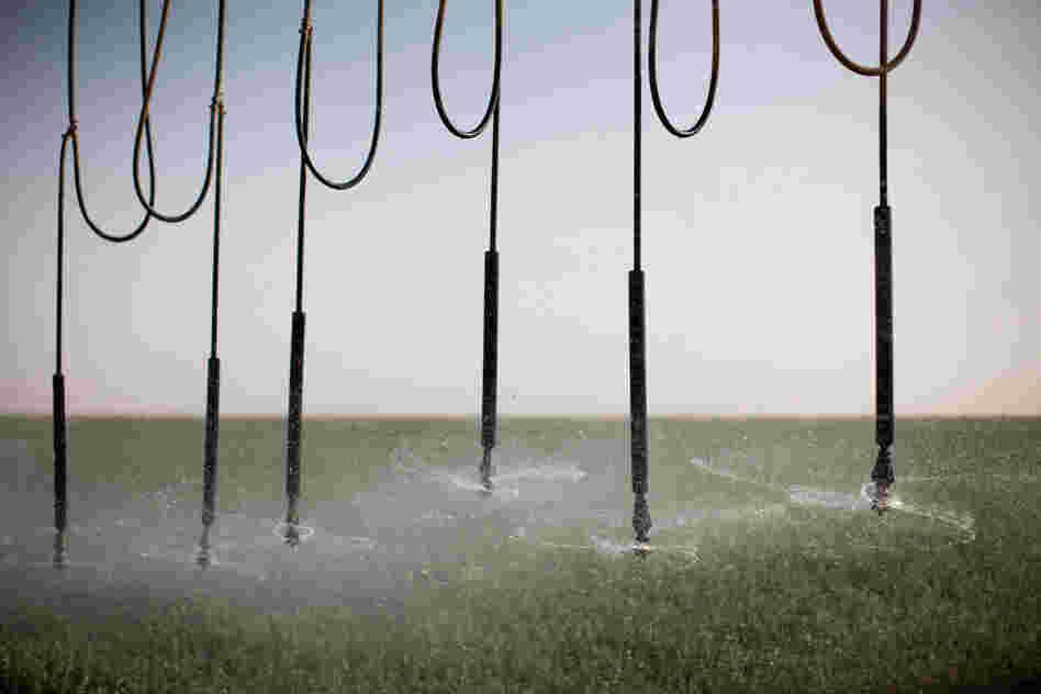 An industrial-sized sprinkler waters alfalfa plants at Saudi-owned Kingdom Agricultural Development Company (KADCO).