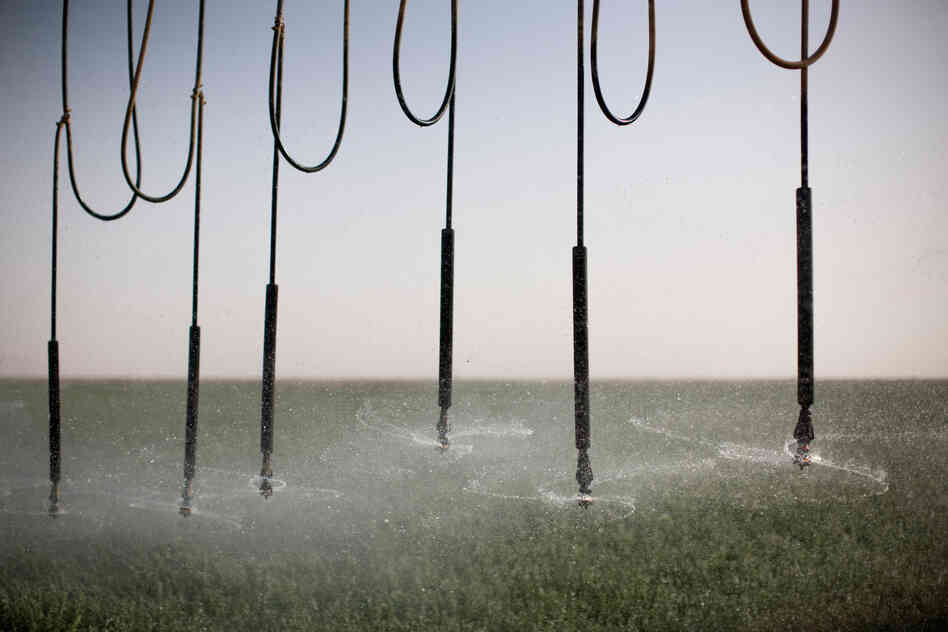 An industrial-sized sprinkler waters alfalfa plants at Saudi-owned Kingdom Agricultural Development Company (KADCO).