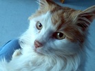 A white and tan cat A white and tan cat