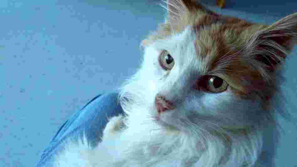 A white and tan cat
