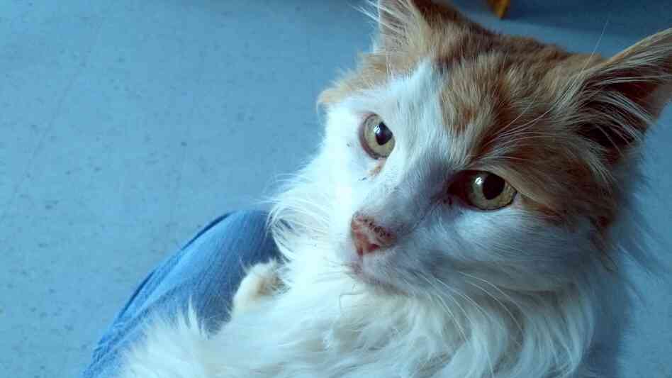 A white and tan cat