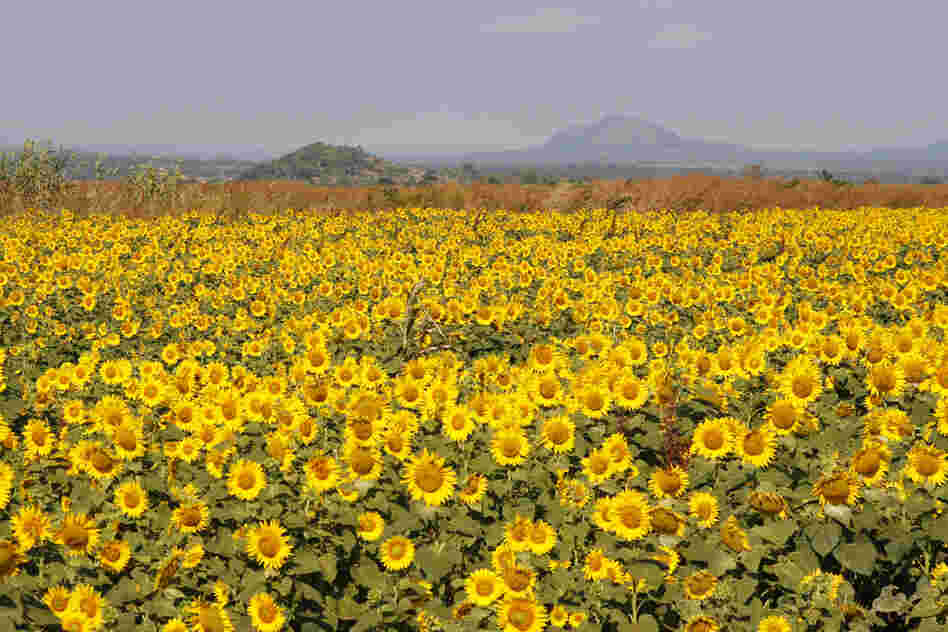 The company Quifel Natural Resources is growing sunflowers near Ruasse. It's part of a land concession that covers 25,000 acres. Sunflowers are valuable for their oil.