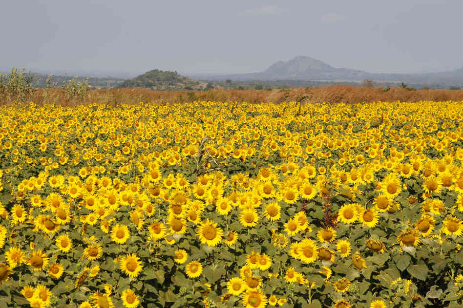The company Quifel Natural Resources is growing sunflowers near Ruasse. It's part of a land concession that covers 25,000 acres. Sunflowers are valuable for their oil.