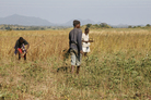 Workers harvest sesame, an oilseed crop, on the large farm that Quifel Natural Resources has set up in northern Mozambique. Workers harvest sesame, an oilseed crop, on the large farm that Quifel Natural Resources has set up in northern Mozambique.